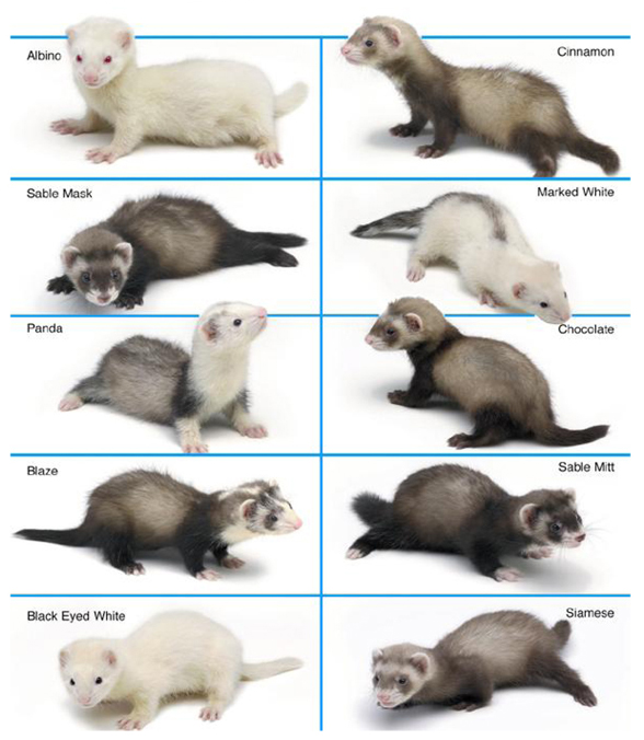 Ferret Kibble Chart